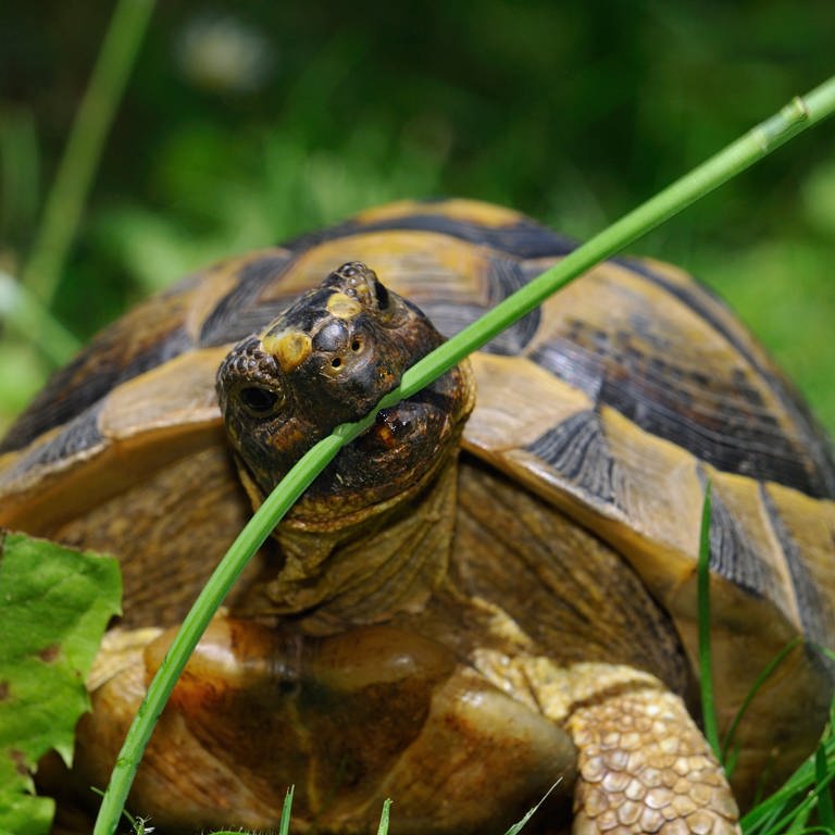 Schildkröte beisst auf Grashalm
