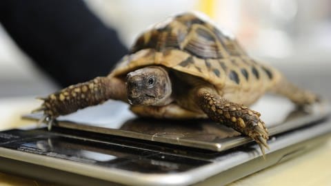 Schildkröte wird gewogen (Foto: IMAGO, via www.imago-images.de)