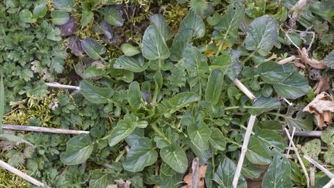 Winterkresse, Gewöhnliches Barbarakraut (Barbarea vulgaris) (Foto: dpa Bildfunk, Bildnummer: 160650040)