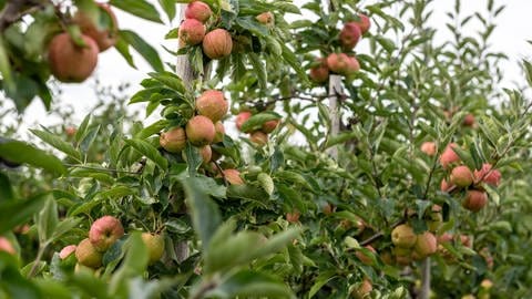 Obstspalier mit essbaren Äpfeln für den Garten (Foto: IMAGO, Klaus W. Schmidt via www.imago-images.de)
