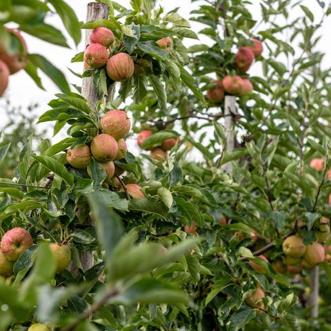 Obstspalier mit essbaren Äpfeln im Garten als Sichtschutz geeignet