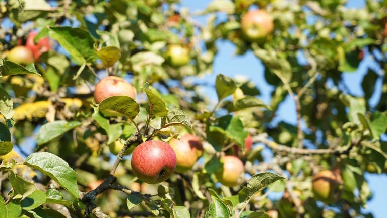 Apfelbäume brauchen einen Sommerschnitt (Foto: IMAGO, IMAGO / Zoonar)