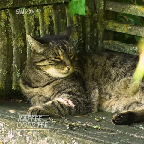 Katze entspannt auf Gartenbank