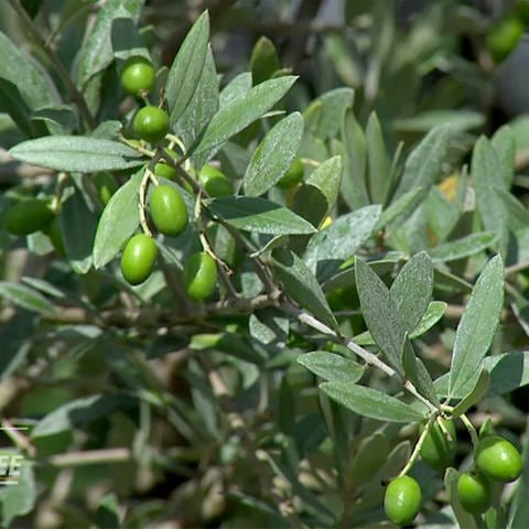 Olivenbäumchen (Foto: SWR)