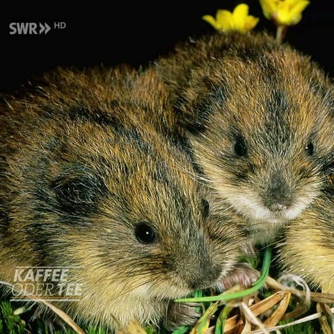 Lemminge machen Winterschlaf (Foto: SWR)
