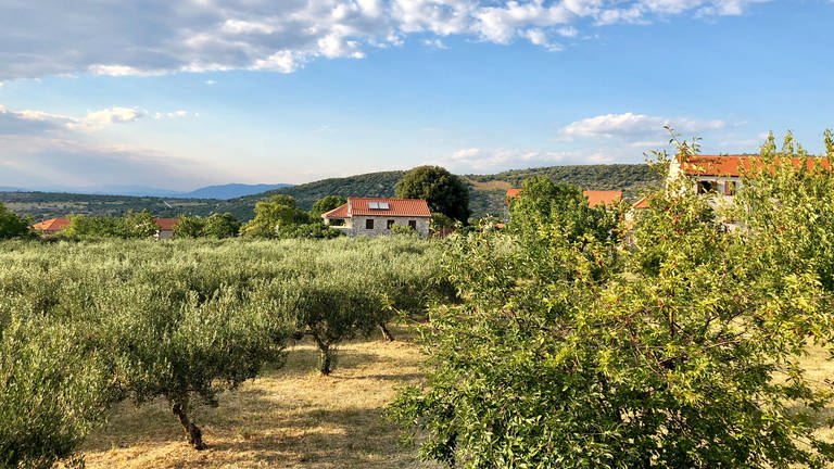 Olivenhaine auf der Insel Brač in Dalmatien (Foto: iStock)