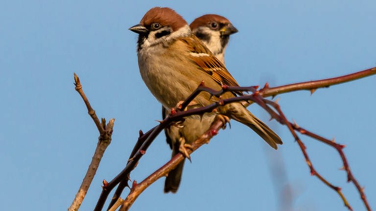 2 Sperlinge sitzen auf einem Baum (Foto: Colourbox)