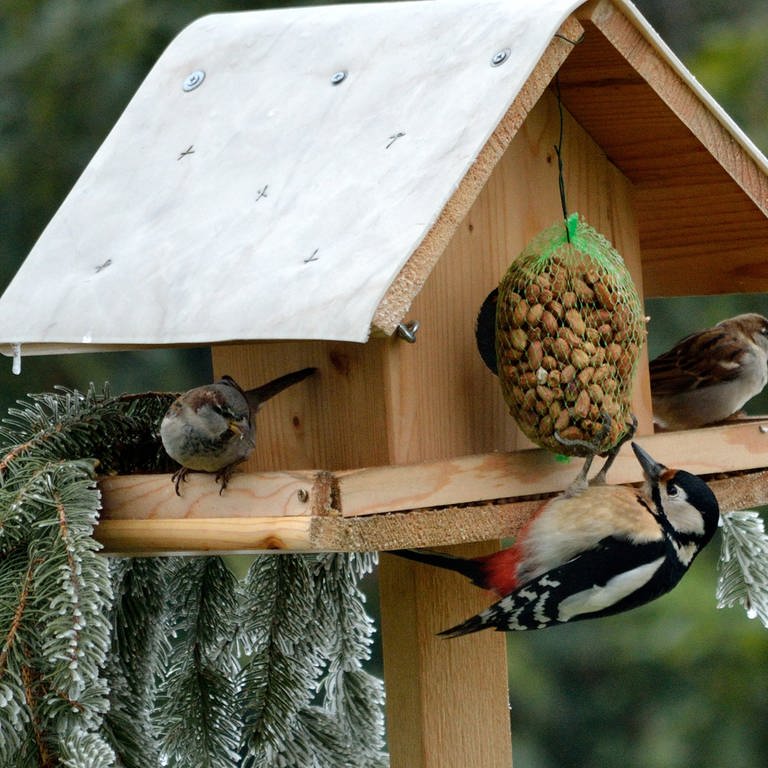 Verschneites Vogelhaus: Futter für Vögel im Winter