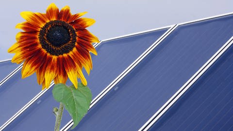 Sonnenblume und Photovoltaik - Erneuerbare Energien und Heizungsgesetz