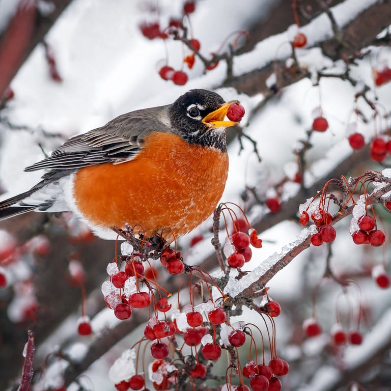Vogel im Winter im Garten  (Foto: Colourbox)