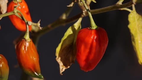 Chili - Pflanze mit gesunder Schärfe (Foto: Colourbox)