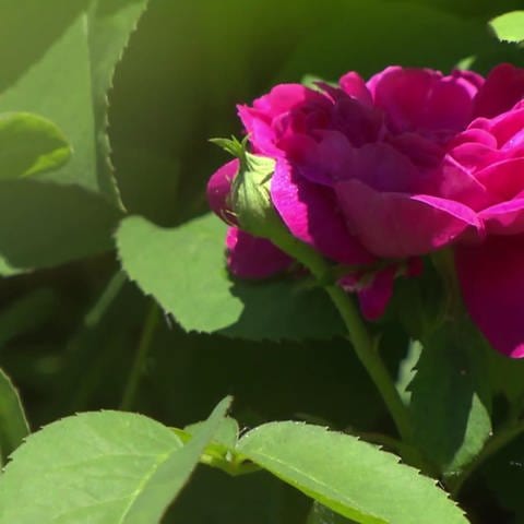 Rosen im Frühling schneiden (Foto: SWR)