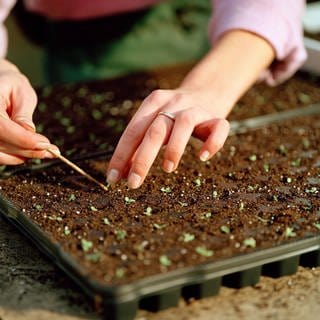 Aussäen und Pikieren von Gemüsepflanzen (Foto: IMAGO, IMAGO / blickwinkel)