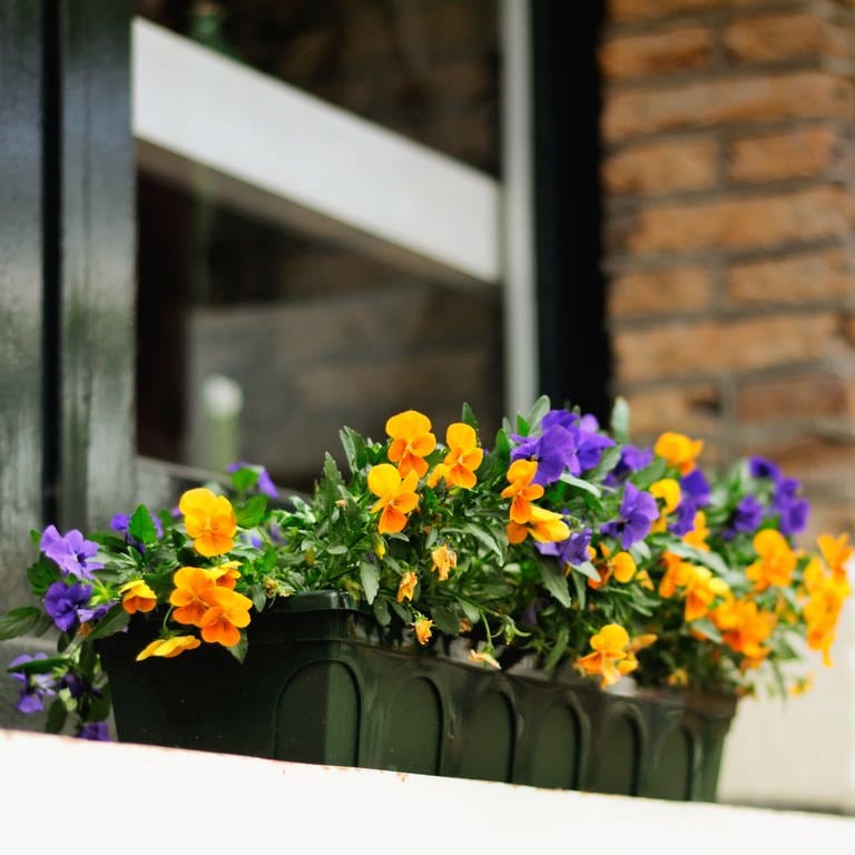 Blumenkasten mit Frühlingsblumen auf dem Balkon (Foto: Colourbox, Adrian HANCU)