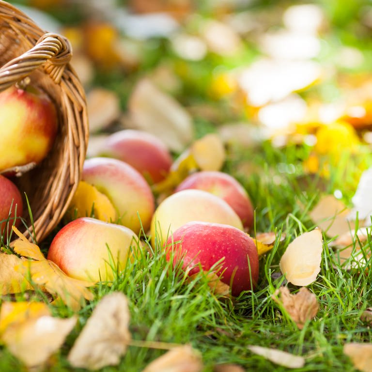 Äpfel liegen am Boden (Foto: Colourbox)