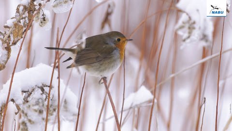 Rotkehlchen - Stunde der Wintervögel  NABU (Foto: Pressestelle, NABU/ Foto: Willi Rolfes)