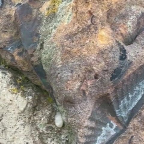 Steine mit fossilen Einschlüssen