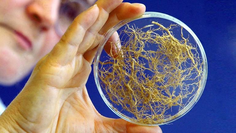 Wurzel und der Pilz Arbuskuläre Mykorrhiza