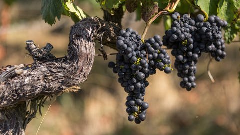 Rote Weintrauben an einer Rebe (Foto: IMAGO, imago stock&people)