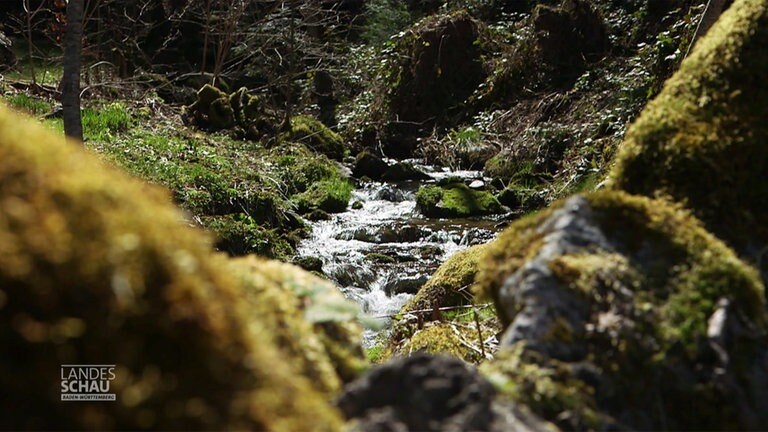 vermisst scarlett verschwand bei einer wanderung im schwarzwald spurlos landesschau baden wurttemberg swr fernsehen