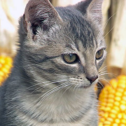 Katze mit Maiskolben im Hintergrund (Foto: SWR)