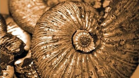 Ammonit (Foto: Colourbox, Foto: Colourbox.de -)
