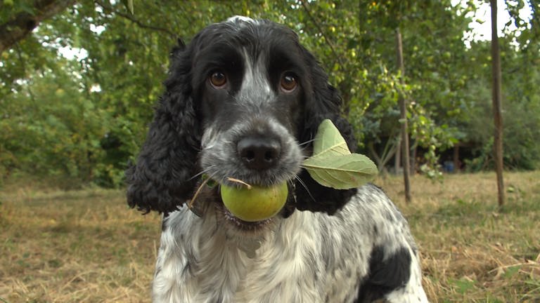 Hund mit Apfel im Maul