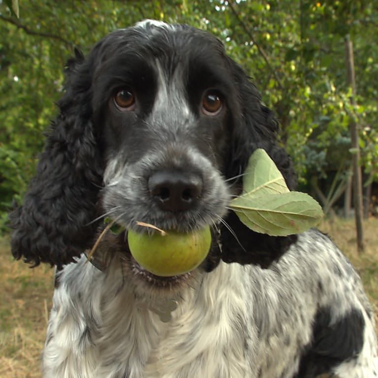 Hund mit Apfel im Maul (Foto: SWR)
