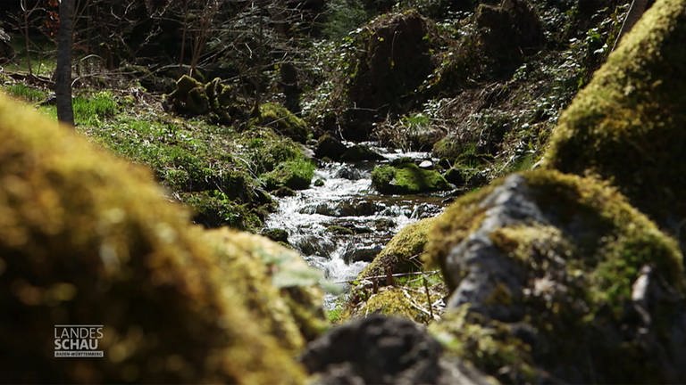 Wald (Foto: SWR)