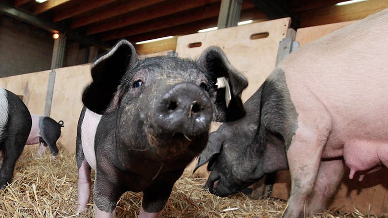 Schweine (Foto: Pressestelle, Wilhelma)
