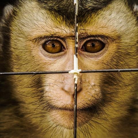 Eine Affe in einem Käfig (Foto: Getty Images, Thinkstock -)