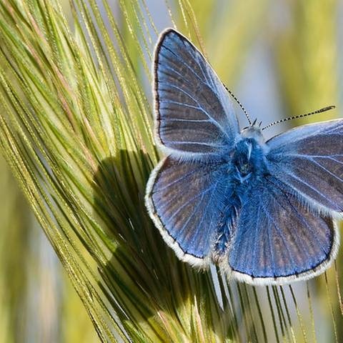 Ein Schmetterling der Art Hauhechel-Bläuling (Foto: picture-alliance / dpa, picture-alliance / dpa - Patrick Pleul)