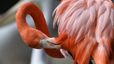Flamingo (Foto: picture-alliance / dpa, picture-alliance / dpa)