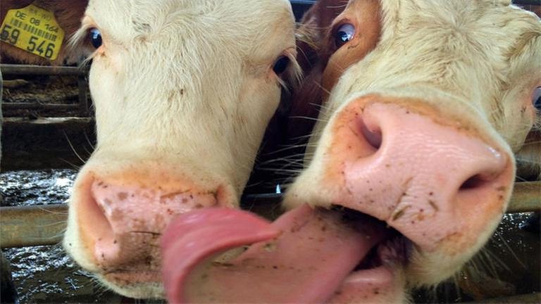 Zwei Kühe im Stall, eine streckt die Zunge raus (Foto: SWR, SWR - Angelika Endriss-Zorn)