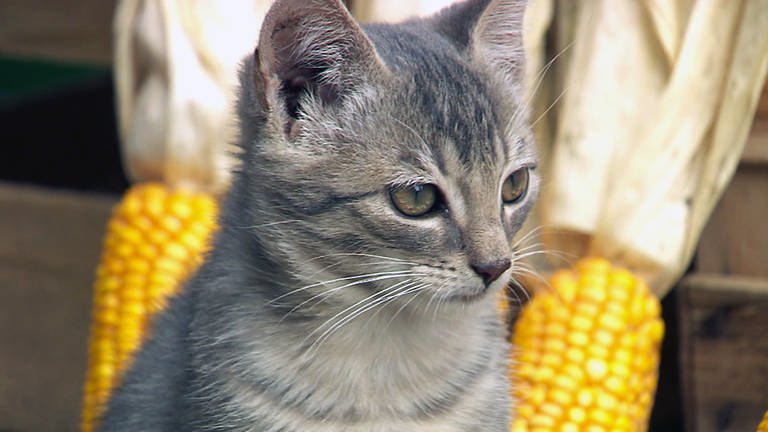Katze mit Maiskolben im Hintergrund (Foto: SWR)