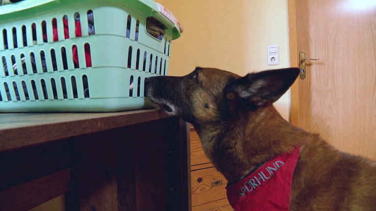 Hund riecht an Wäschekorb auf der Suche nach Bettwanzen (Foto: SWR)