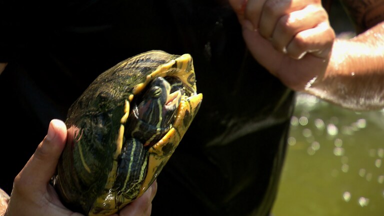 Ein Mann hält eine Schildkröte in der Hand (Foto: SWR)