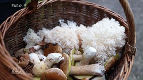 Korb voller Pilze (Foto: SWR)