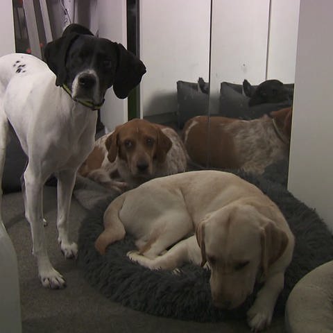 Hunde warten auf ihre Behandlung (Foto: SWR, SWR)