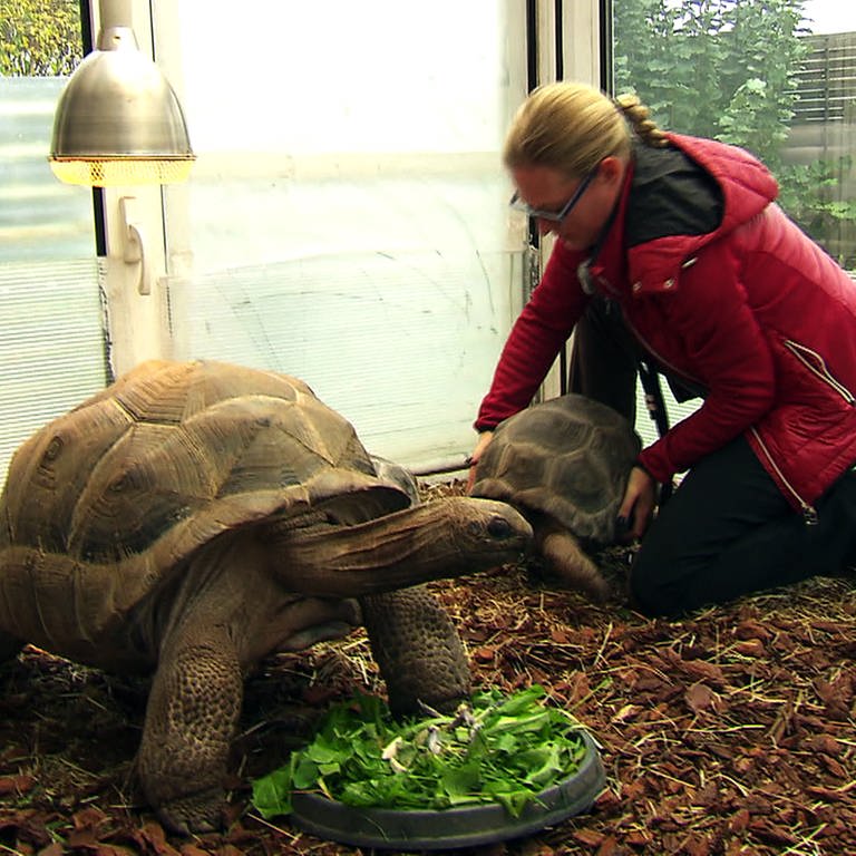 Tiersitterin Britta Rosenberg mit Riesenschildkröten (Foto: SWR)