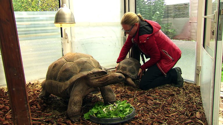 Tiersitterin Britta Rosenberg mit Riesenschildkröten (Foto: SWR)