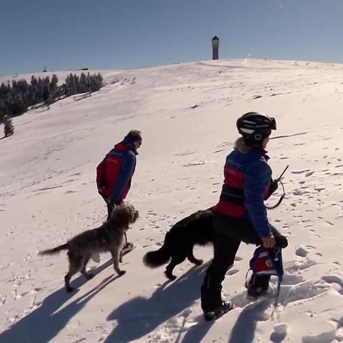 Bergwacht bildet Lawinenhunde aus (Foto: SWR)