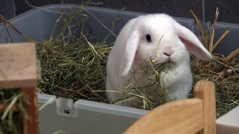 Kaninchen frisst Heu (Foto: SWR)