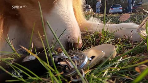 Hund schnüffelt Schlüssel (Foto: SWR)