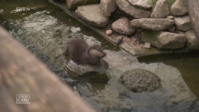 Süßer Otter (Foto: SWR)