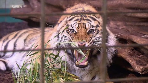 brüllender Tiger (Foto: SWR)