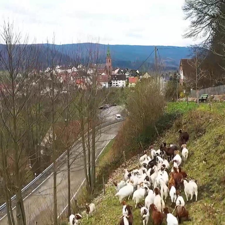 Bermersbach und seine Ziegen (Foto: SWR)