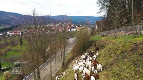 Bermersbach und seine Ziegen (Foto: SWR)