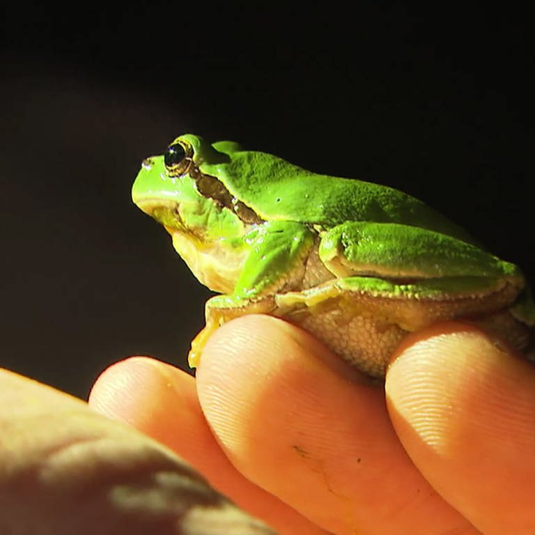 Frosch auf einer Hand (Foto: SWR)