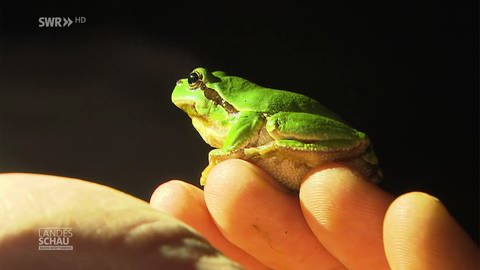 Frosch auf einer Hand (Foto: SWR)